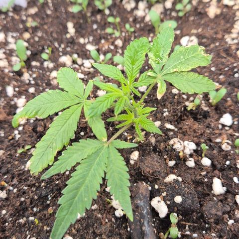 Kushi 😶‍🌫️(rest n. Teilernte/ critical kush, 9.1.24 🎁, Kümmerling) growlog timeline photo