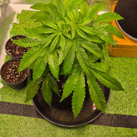 Karli - SHISKABERRY (auto) growlog timeline photo