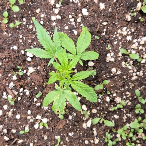 Kushi 😶‍🌫️(rest n. Teilernte/ critical kush, 9.1.24 🎁, Kümmerling) growlog timeline photo