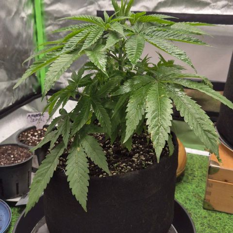 Karli - SHISKABERRY (auto) growlog timeline photo