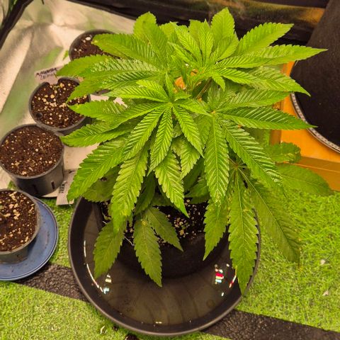 Karli - SHISKABERRY (auto) growlog timeline photo