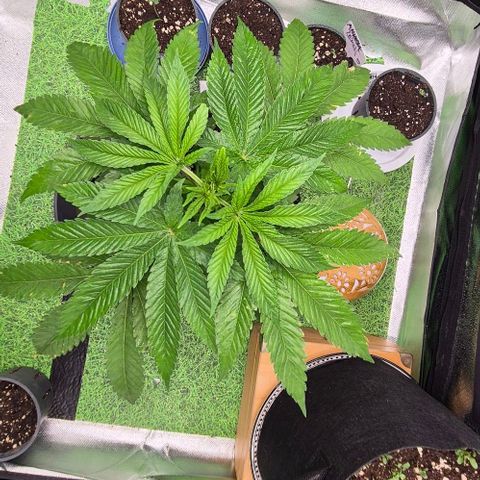 Karli - SHISKABERRY (auto) growlog timeline photo