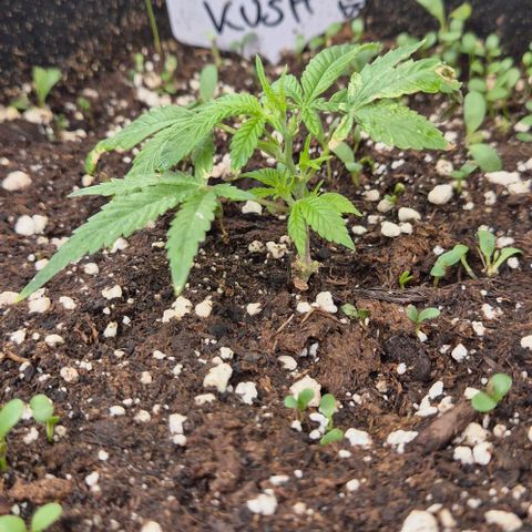 Kushi 😶‍🌫️(rest n. Teilernte/ critical kush, 9.1.24 🎁, Kümmerling) growlog timeline photo