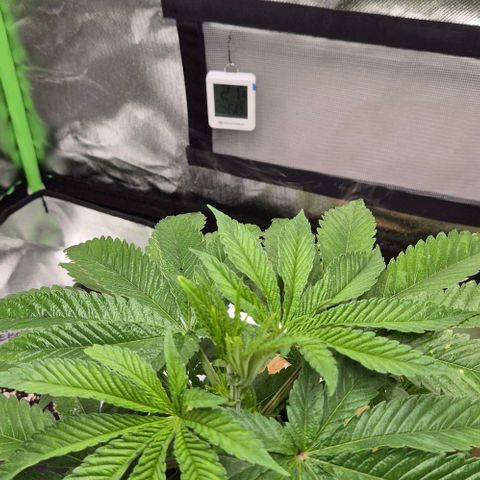 Karli - SHISKABERRY (auto) growlog timeline photo