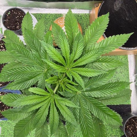 Karli - SHISKABERRY (auto) growlog timeline photo