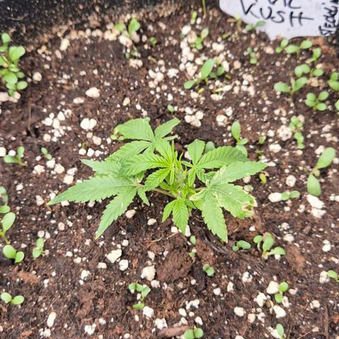 Kushi 😶‍🌫️(rest n. Teilernte/ critical kush, 9.1.24 🎁, Kümmerling) growlog timeline photo