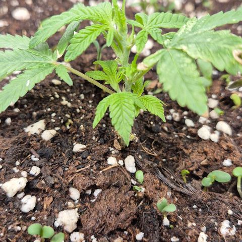 Kushi 😶‍🌫️(rest n. Teilernte/ critical kush, 9.1.24 🎁, Kümmerling) growlog timeline photo