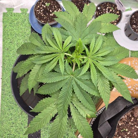 Karli - SHISKABERRY (auto) growlog timeline photo