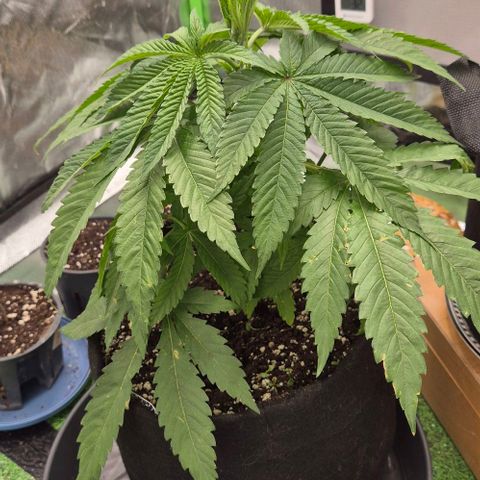 Karli - SHISKABERRY (auto) growlog timeline photo
