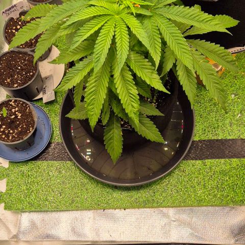Karli - SHISKABERRY (auto) growlog timeline photo