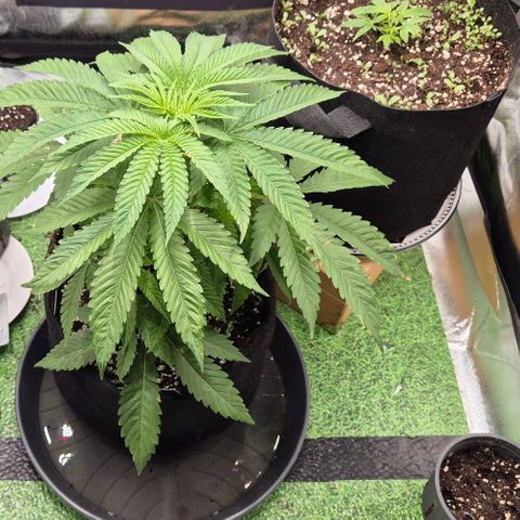 Karli - SHISKABERRY (auto) growlog timeline photo