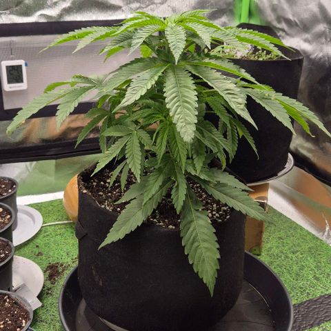 Karli - SHISKABERRY (auto) growlog timeline photo