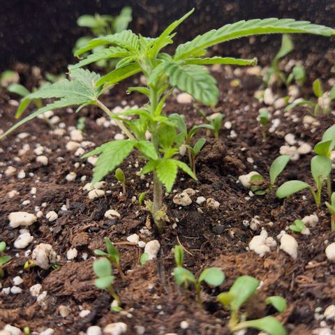 Kushi 😶‍🌫️(rest n. Teilernte/ critical kush, 9.1.24 🎁, Kümmerling) growlog timeline photo