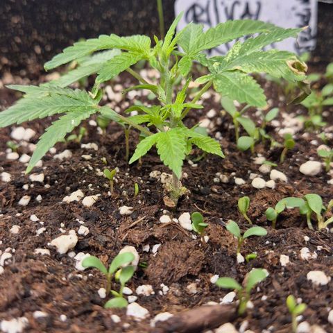 Kushi 😶‍🌫️(rest n. Teilernte/ critical kush, 9.1.24 🎁, Kümmerling) growlog timeline photo