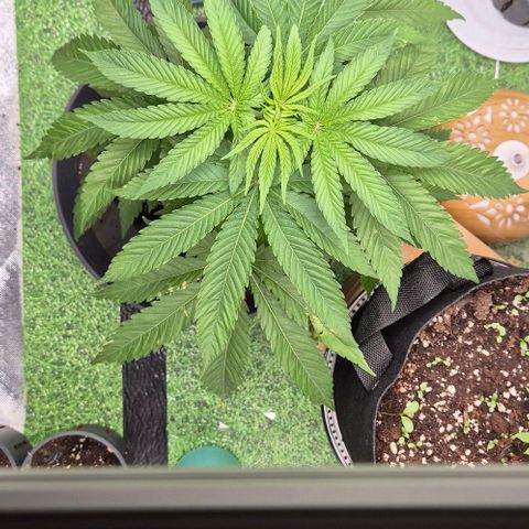 Karli - SHISKABERRY (auto) growlog timeline photo