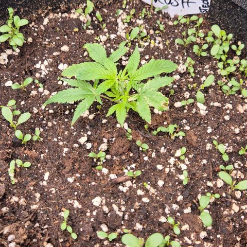 Kushi 😶‍🌫️(rest n. Teilernte/ critical kush, 9.1.24 🎁, Kümmerling) growlog timeline photo