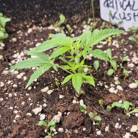 Kushi 😶‍🌫️(rest n. Teilernte/ critical kush, 9.1.24 🎁, Kümmerling) growlog timeline photo