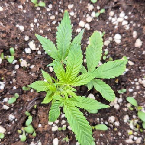 Kushi 😶‍🌫️(rest n. Teilernte/ critical kush, 9.1.24 🎁, Kümmerling) growlog timeline photo