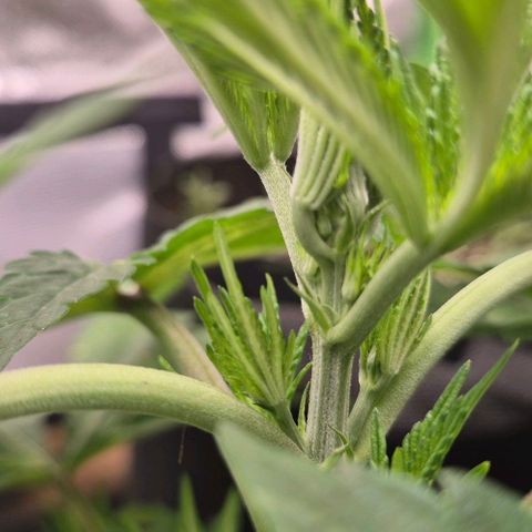 Karli - SHISKABERRY (auto) growlog timeline photo