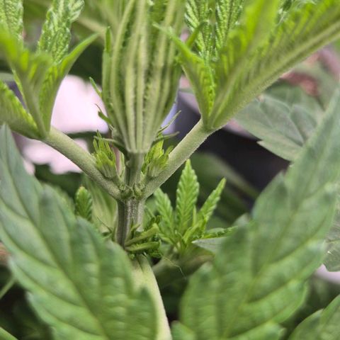 Karli - SHISKABERRY (auto) growlog timeline photo