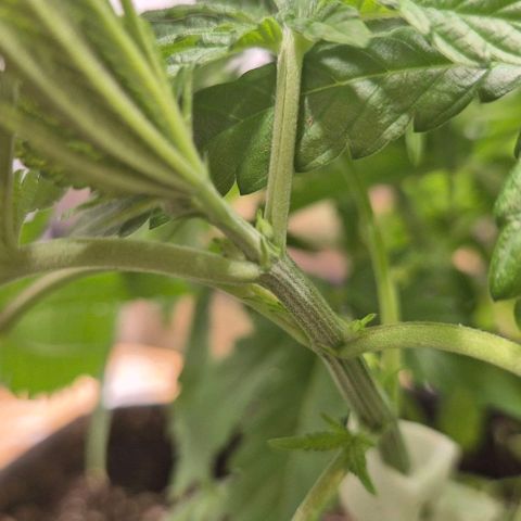 Karli - SHISKABERRY (auto) growlog timeline photo