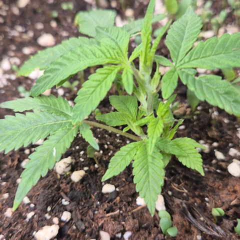 Kushi 😶‍🌫️(rest n. Teilernte/ critical kush, 9.1.24 🎁, Kümmerling) growlog timeline photo