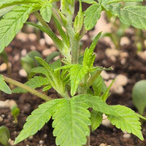 Kushi 😶‍🌫️(rest n. Teilernte/ critical kush, 9.1.24 🎁, Kümmerling) growlog timeline photo