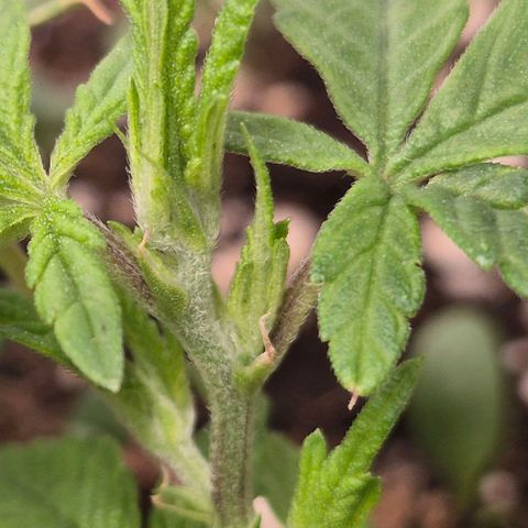 Kushi 😶‍🌫️(rest n. Teilernte/ critical kush, 9.1.24 🎁, Kümmerling) growlog timeline photo