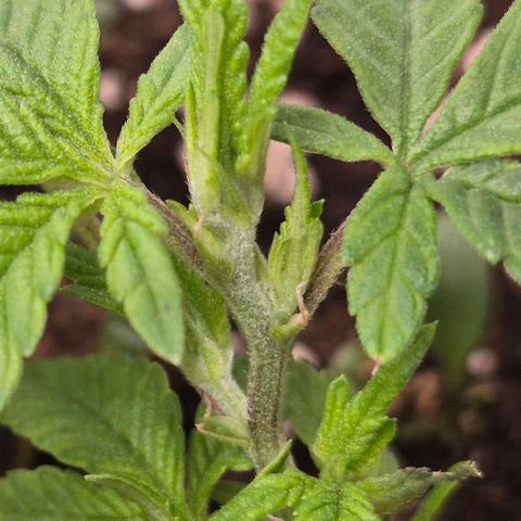 Kushi 😶‍🌫️(rest n. Teilernte/ critical kush, 9.1.24 🎁, Kümmerling) growlog timeline photo