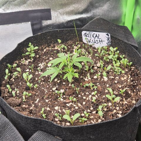 Kushi 😶‍🌫️(rest n. Teilernte/ critical kush, 9.1.24 🎁, Kümmerling) growlog timeline photo