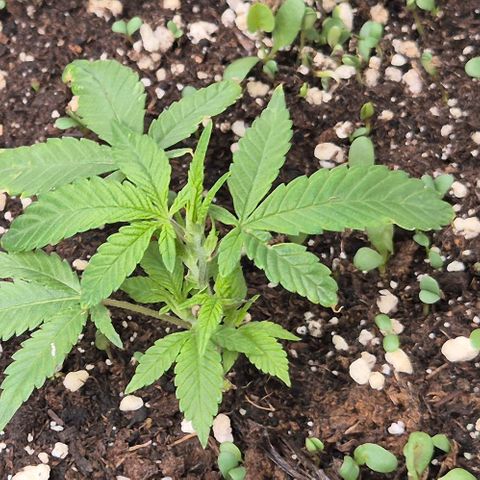Kushi 😶‍🌫️(rest n. Teilernte/ critical kush, 9.1.24 🎁, Kümmerling) growlog timeline photo