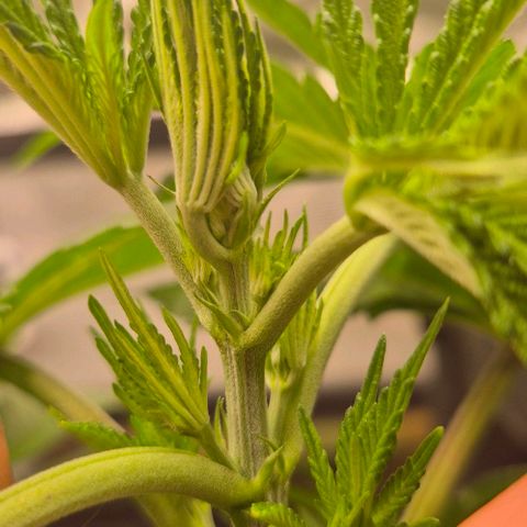 Karli - SHISKABERRY (auto) growlog timeline photo