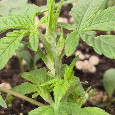 Kushi 😶‍🌫️(rest n. Teilernte/ critical kush, 9.1.24 🎁, Kümmerling) growlog timeline photo