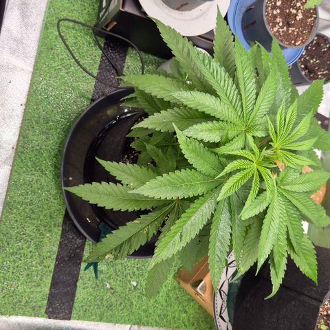 Karli - SHISKABERRY (auto) growlog timeline photo