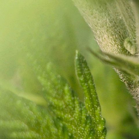 Karli - SHISKABERRY (auto) growlog timeline photo