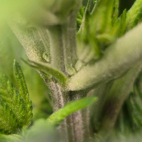 Karli - SHISKABERRY (auto) growlog timeline photo
