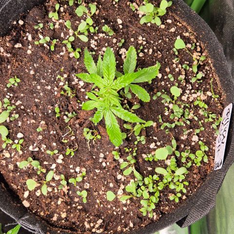 Kushi 😶‍🌫️(rest n. Teilernte/ critical kush, 9.1.24 🎁, Kümmerling) growlog timeline photo