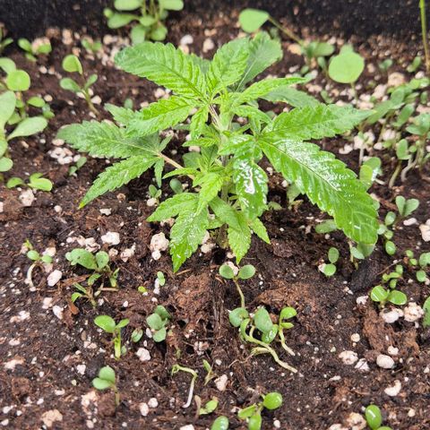 Kushi 😶‍🌫️(rest n. Teilernte/ critical kush, 9.1.24 🎁, Kümmerling) growlog timeline photo