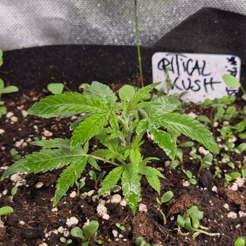 Kushi 😶‍🌫️(rest n. Teilernte/ critical kush, 9.1.24 🎁, Kümmerling) growlog timeline photo