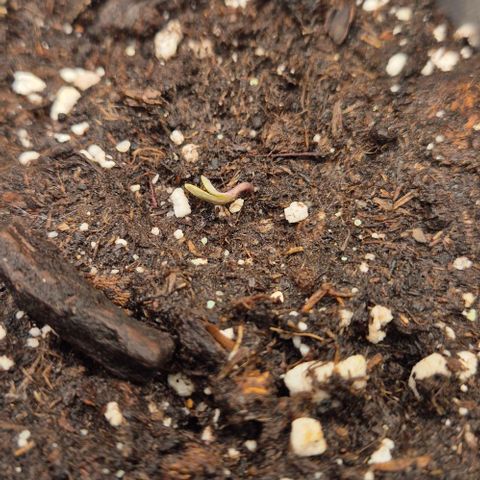 Mimosa evo Photo ♥️ Barney's Farm  growlog timeline photo