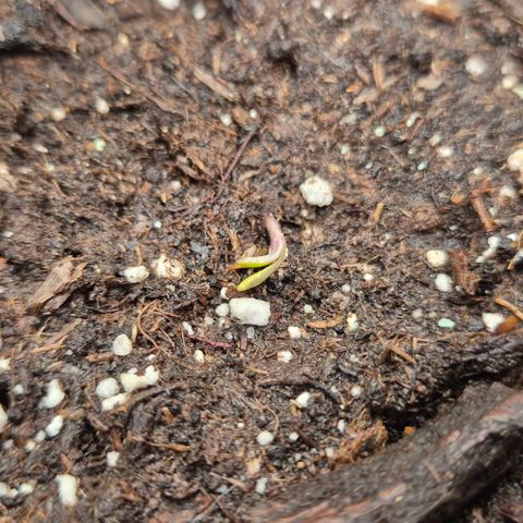 Mimosa evo Photo ♥️ Barney's Farm  growlog timeline photo