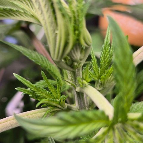 Karli - SHISKABERRY (auto) growlog timeline photo