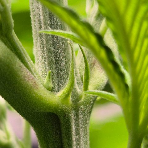 Karli - SHISKABERRY (auto) growlog timeline photo