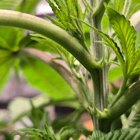 Karli - SHISKABERRY (auto) growlog timeline photo