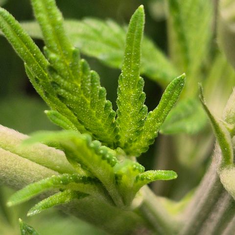 Karli - SHISKABERRY (auto) growlog timeline photo