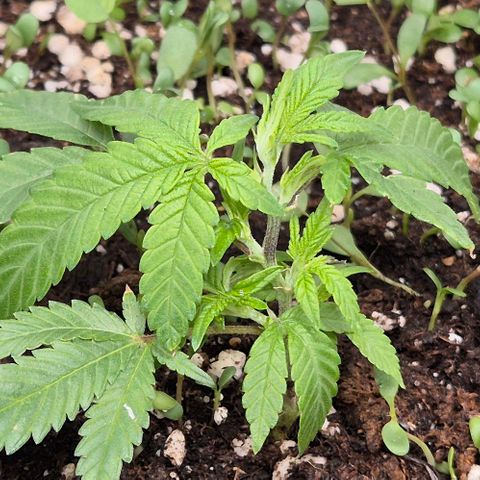 Kushi 😶‍🌫️(rest n. Teilernte/ critical kush, 9.1.24 🎁, Kümmerling) growlog timeline photo