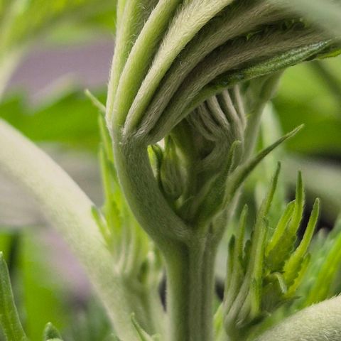 Karli - SHISKABERRY (auto) growlog timeline photo