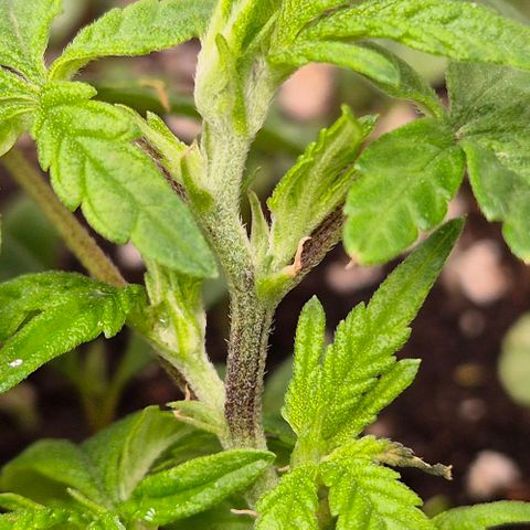 Kushi 😶‍🌫️(rest n. Teilernte/ critical kush, 9.1.24 🎁, Kümmerling) growlog timeline photo