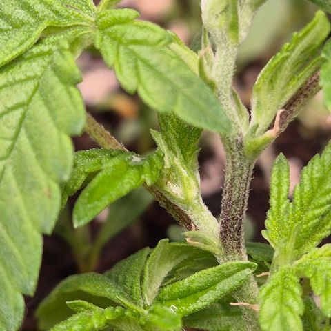 Kushi 😶‍🌫️(rest n. Teilernte/ critical kush, 9.1.24 🎁, Kümmerling) growlog timeline photo