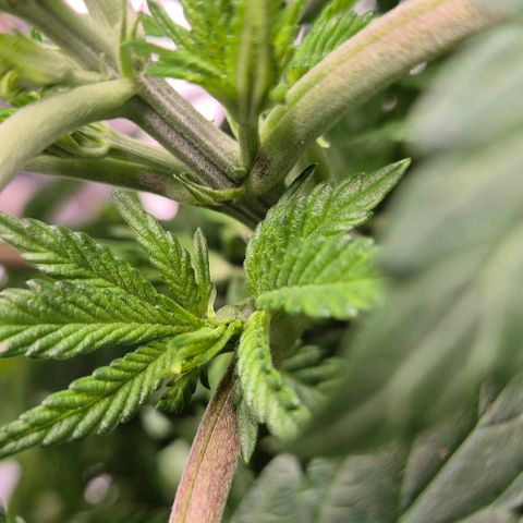 Karli - SHISKABERRY (auto) growlog timeline photo